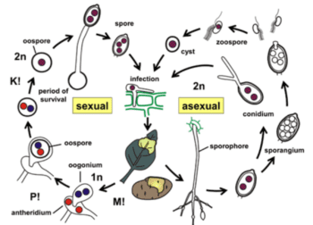 A diagram showing the lifecycle of the Phytophthora pathogen