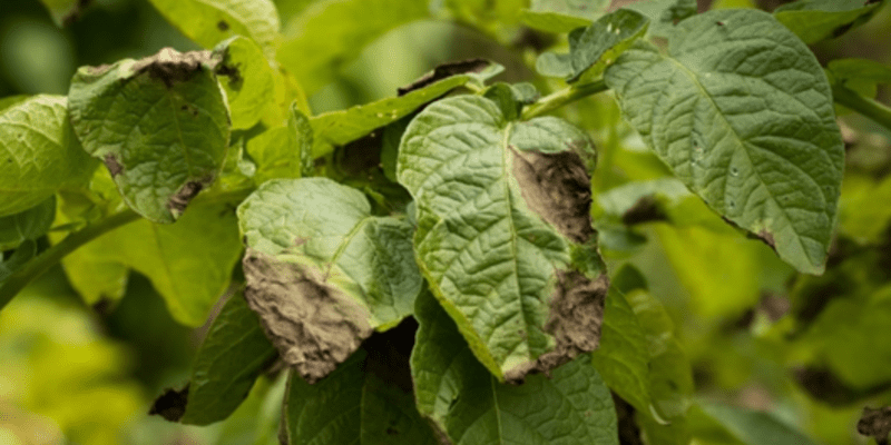 A leaf displaying symptoms of Phytophthora infection