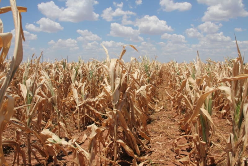 A picture showing a farmland where the crop of plants have died