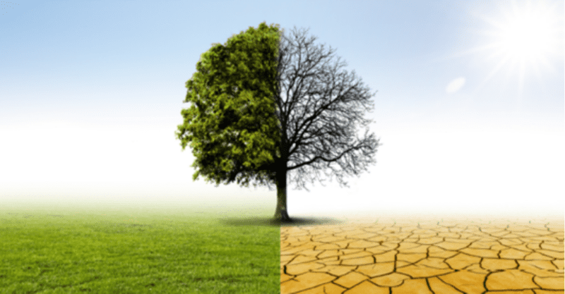 A graphic showing the split in plant heath in good conditions vs during a drought