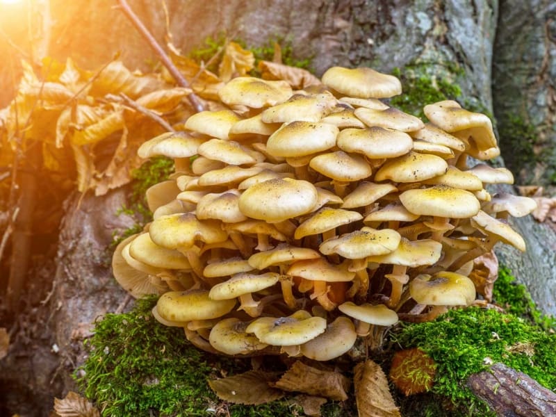 A honey fungus infection on a tree