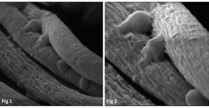 A microscopic view of Trichoderma attacking a wood decay fungi