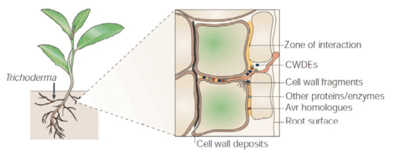 A diagram showcasing how Trichoderma achieves symbiosis with a plant's roots