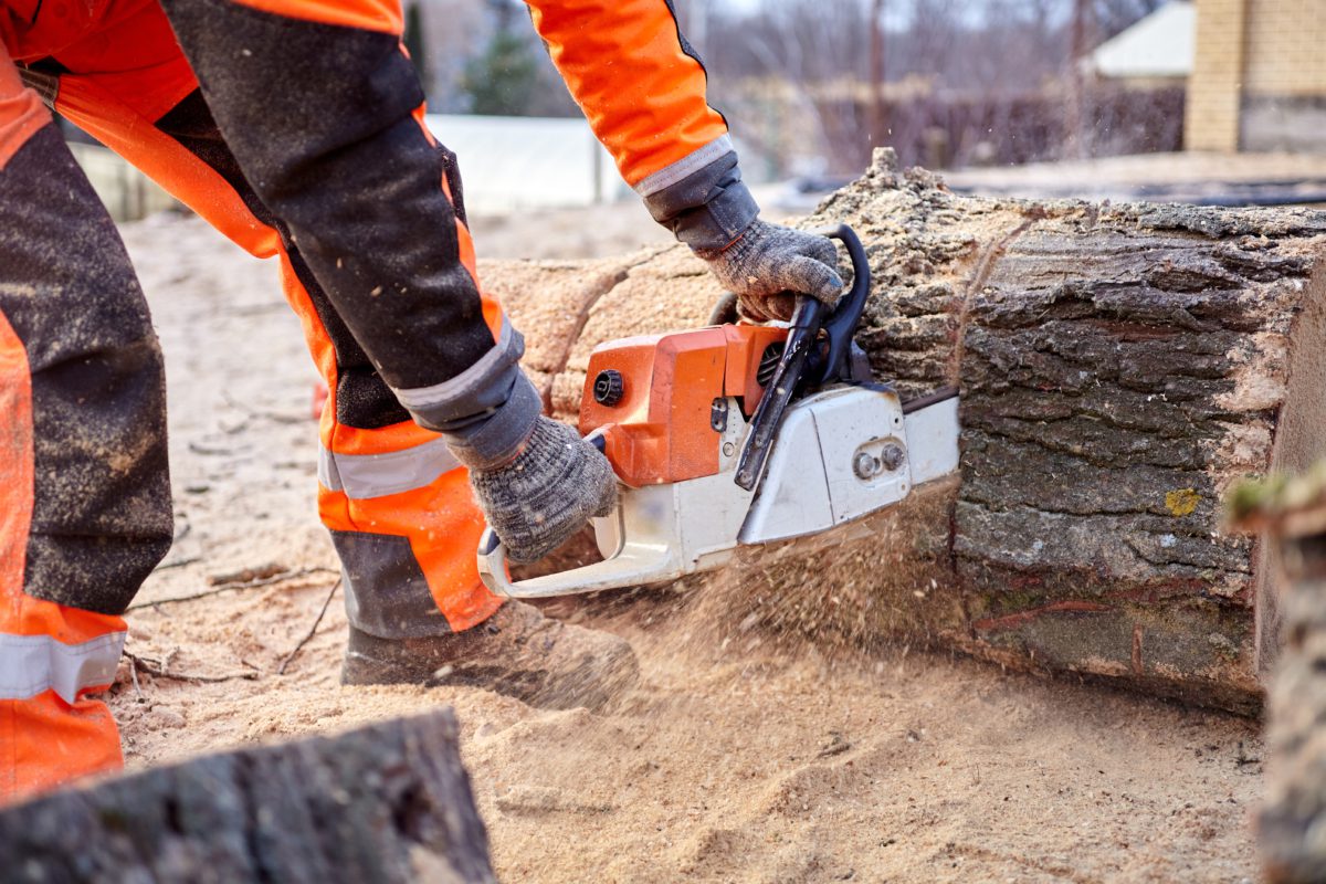 Tree Surgeon. Woodcutter's tools and equipment