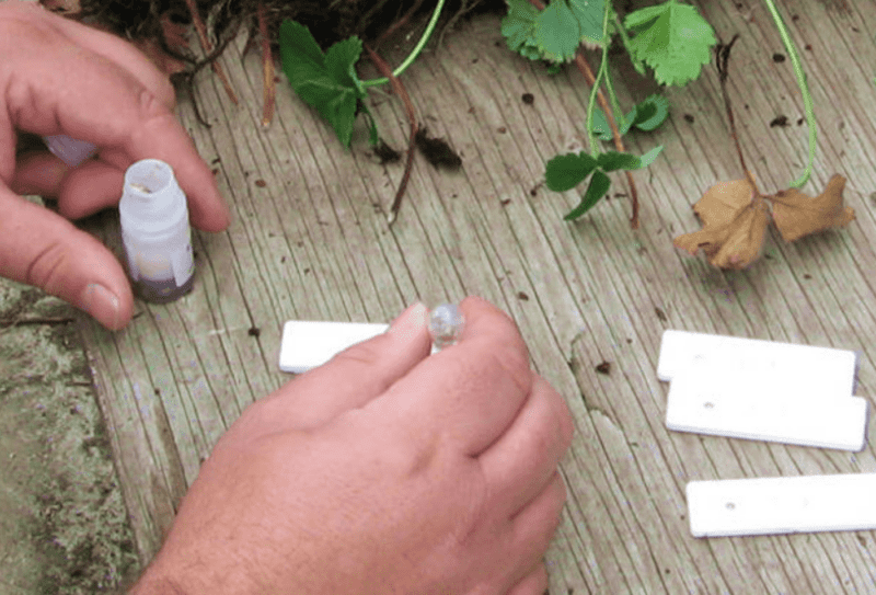 An image showing someone using a Pocket Diagnostic test