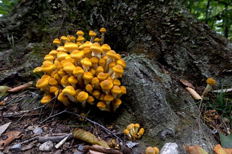 A honey fungus infection in the forest