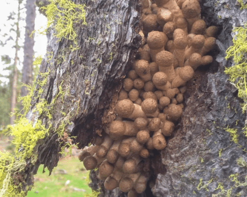 Honey Fungus forcing bark away from tree in Oregon forest as part of the largest ever organism