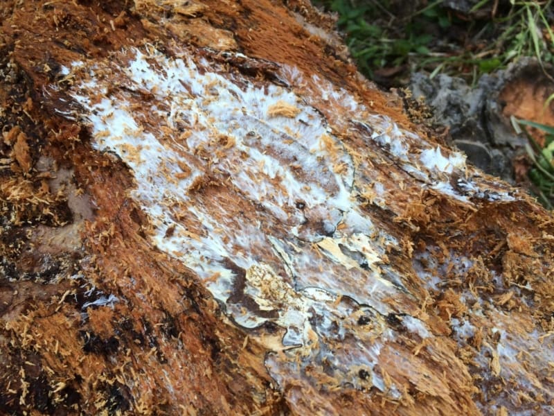 White mycelium of Honey Fungus growing inside tree trunk