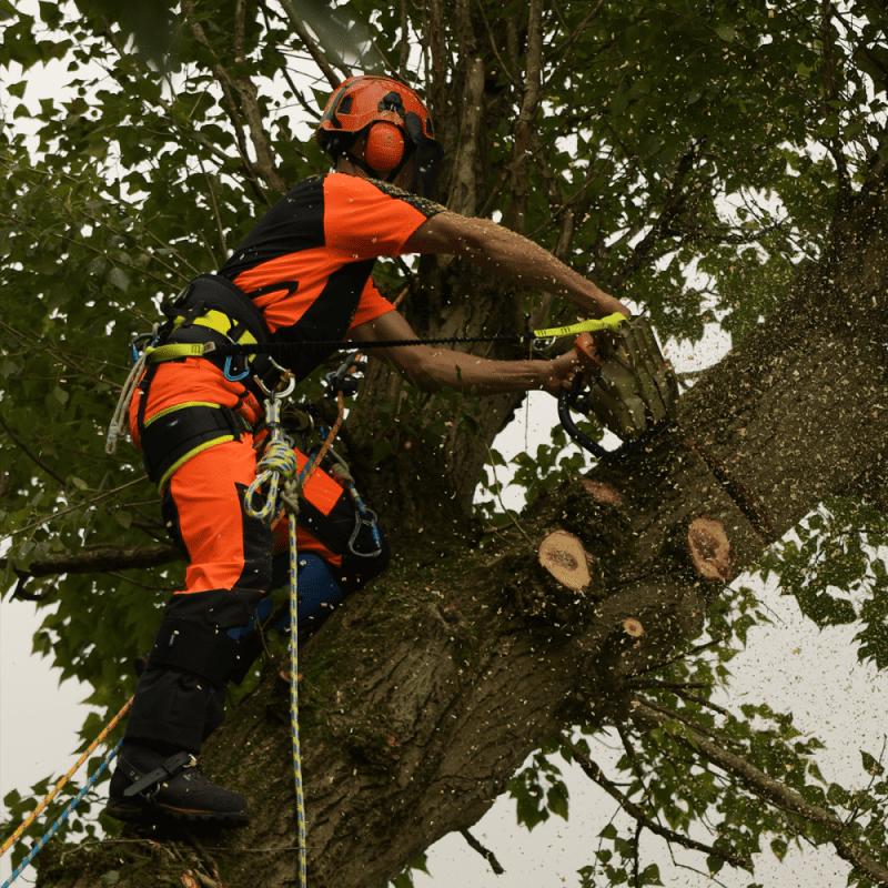 Stein Sentinel Trousers Type A In Use In Tree